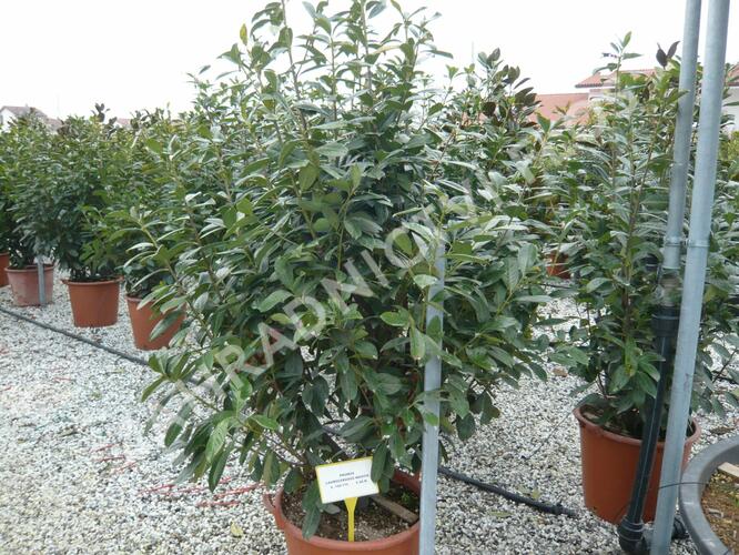 Bobkovišeň lékařská 'Novita' - Prunus laurocerasus 'Novita'
