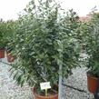 Bobkovišeň lékařská 'Novita' - Prunus laurocerasus 'Novita'