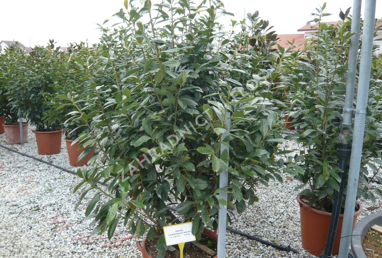 Bobkovišeň lékařská 'Novita' - Prunus laurocerasus 'Novita'