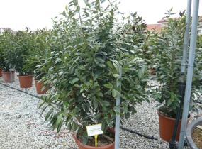 Bobkovišeň lékařská 'Novita' - Prunus laurocerasus 'Novita'