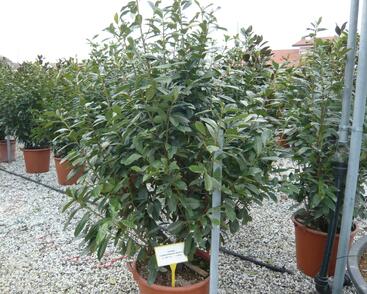 Bobkovišeň lékařská 'Novita'