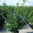 Bobkovišeň lékařská 'Novita' - Prunus laurocerasus 'Novita'