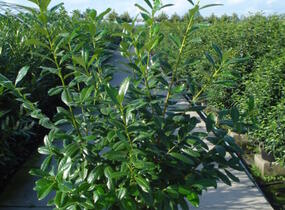 Bobkovišeň lékařská 'Novita' - Prunus laurocerasus 'Novita'