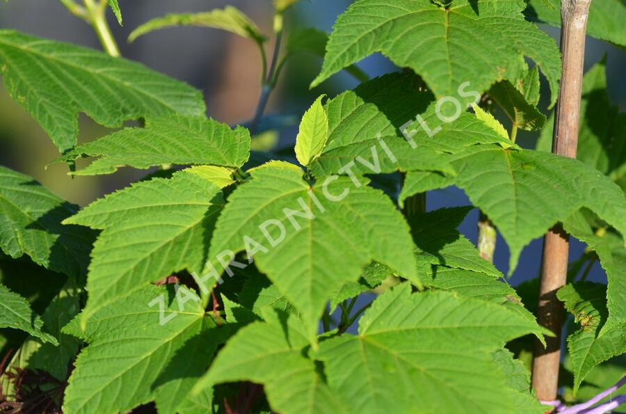 Javor Davidův - Acer davidii