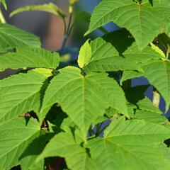 Javor Davidův - Acer davidii