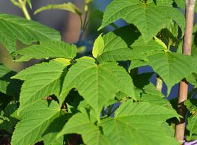 Javor Davidův - Acer davidii