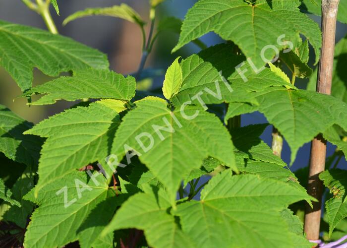 Javor Davidův - Acer davidii