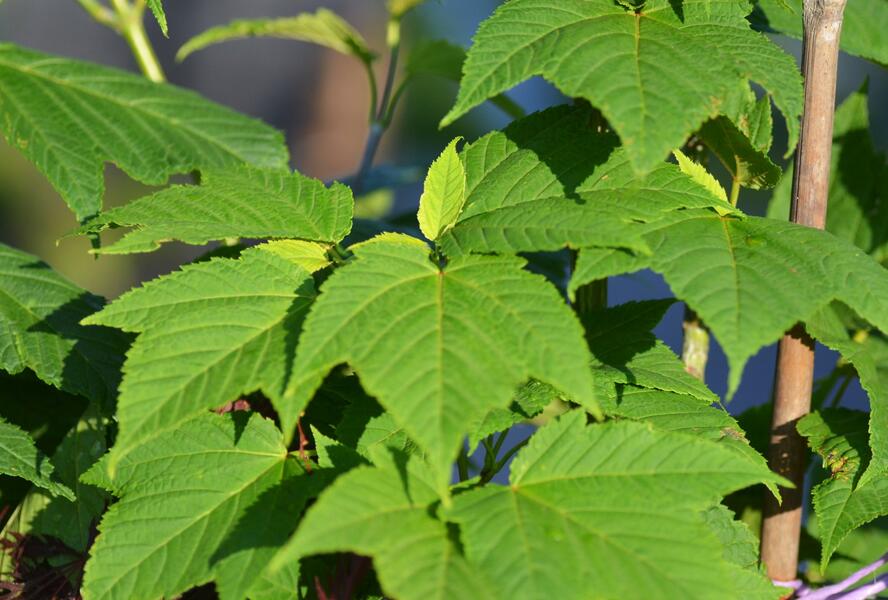 Javor Davidův - Acer davidii