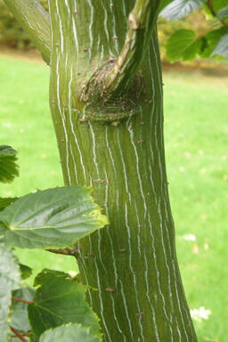 Javor Davidův - Acer davidii