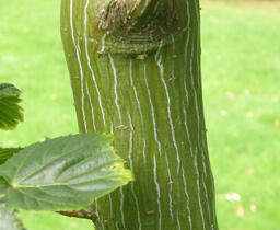 Javor Davidův - Acer davidii