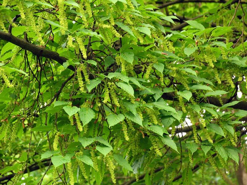 Javor Davidův - Acer davidii