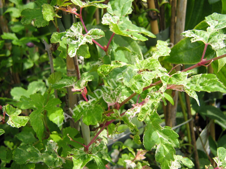 Révovník žláznatý krátkostopečný 'Elegans' - Ampelopsis glandulosa 'Elegans'