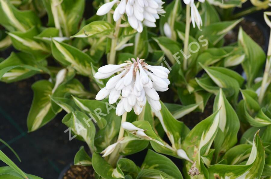 Bohyška 'Ann Kulpa' - Hosta 'Ann Kulpa'