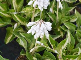 Bohyška 'Ann Kulpa' - Hosta 'Ann Kulpa'