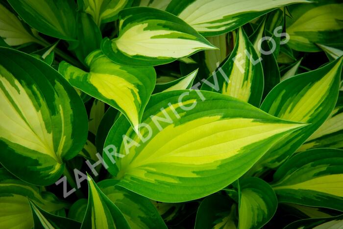 Bohyška 'Ann Kulpa' - Hosta 'Ann Kulpa'