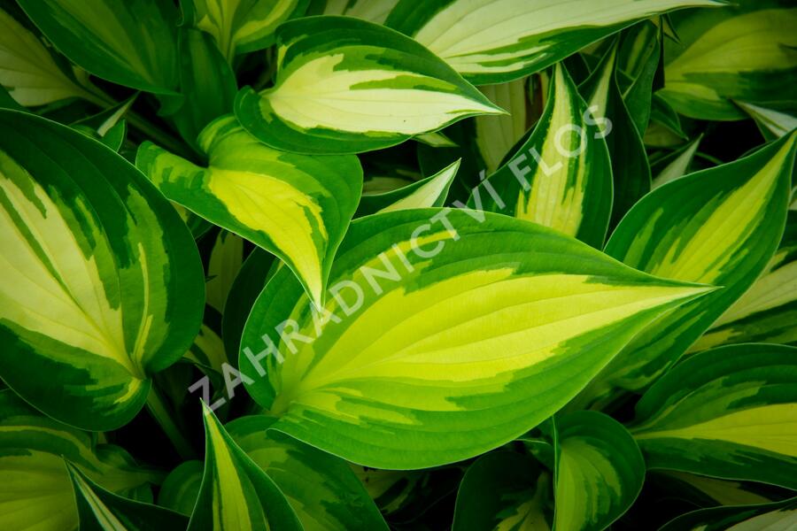 Bohyška 'Ann Kulpa' - Hosta 'Ann Kulpa'