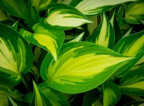 Bohyška 'Ann Kulpa' - Hosta 'Ann Kulpa'