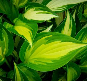 Bohyška 'Ann Kulpa' - Hosta 'Ann Kulpa'