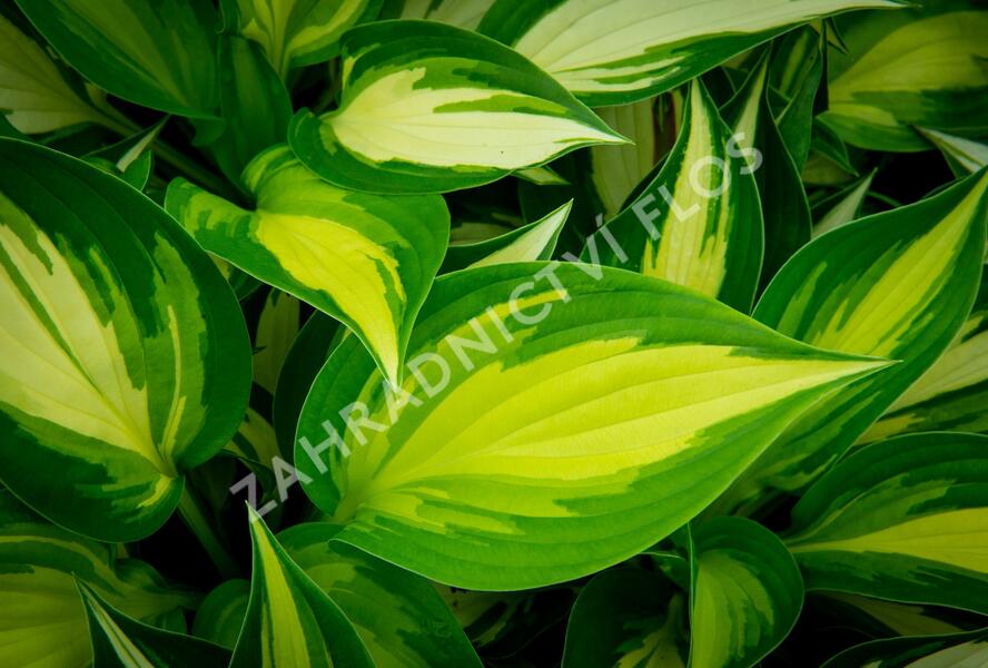 Bohyška 'Ann Kulpa' - Hosta 'Ann Kulpa'