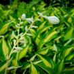 Bohyška 'Ann Kulpa' - Hosta 'Ann Kulpa'