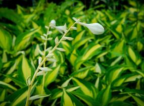 Bohyška 'Ann Kulpa' - Hosta 'Ann Kulpa'