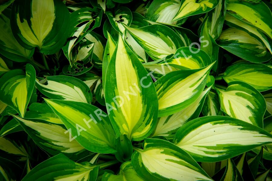 Bohyška 'Ann Kulpa' - Hosta 'Ann Kulpa'