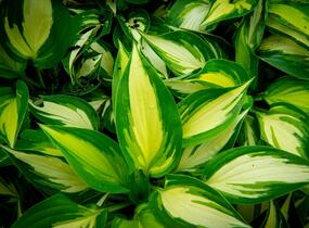 Bohyška 'Ann Kulpa' - Hosta 'Ann Kulpa'