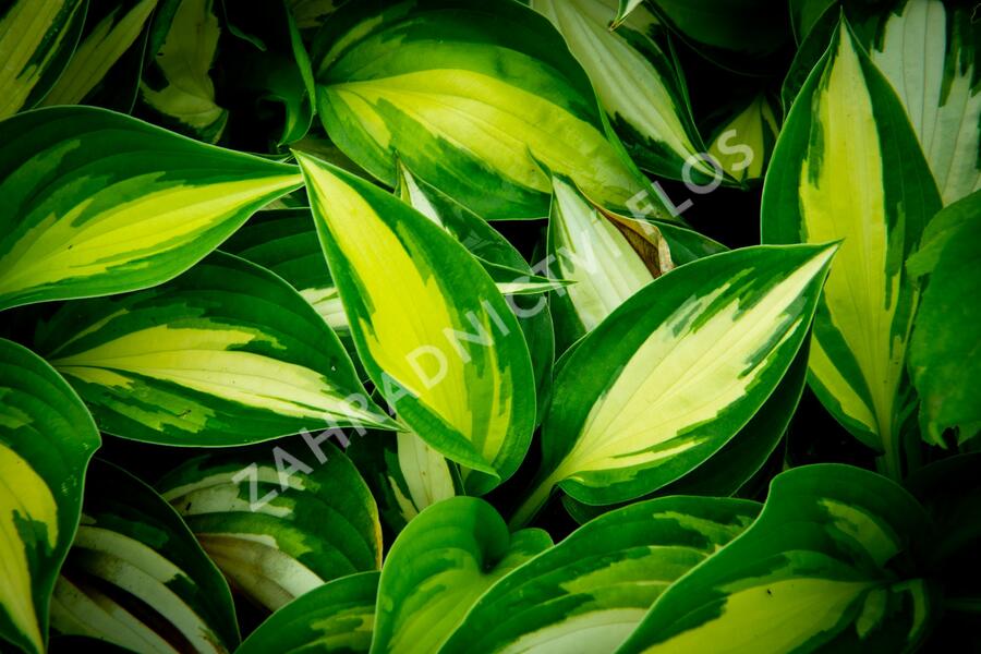 Bohyška 'Ann Kulpa' - Hosta 'Ann Kulpa'