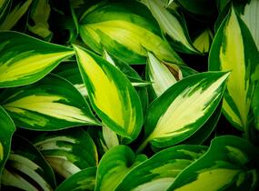 Bohyška 'Ann Kulpa' - Hosta 'Ann Kulpa'