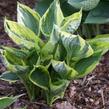 Bohyška 'Twilight' - Hosta 'Twilight'