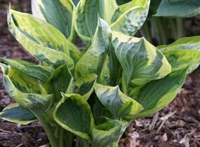 Bohyška 'Twilight' - Hosta 'Twilight'