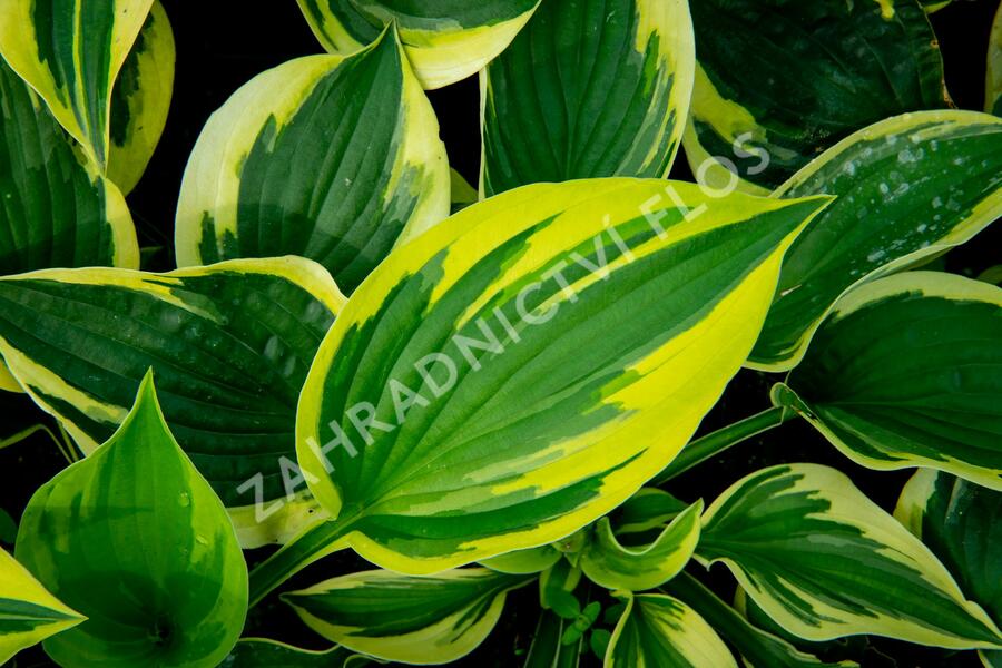 Bohyška 'Twilight' - Hosta 'Twilight'