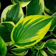 Bohyška 'Twilight' - Hosta 'Twilight'