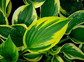 Bohyška 'Twilight' - Hosta 'Twilight'