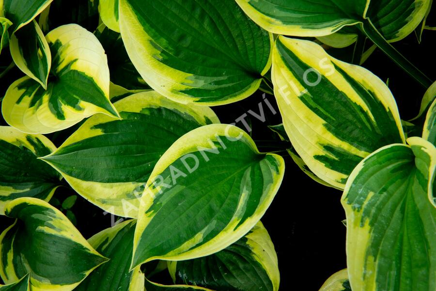 Bohyška 'Twilight' - Hosta 'Twilight'