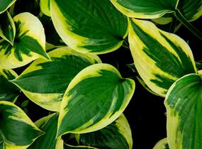 Bohyška 'Twilight' - Hosta 'Twilight'