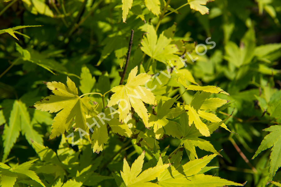 Javor dlanitolistý 'Orange Dream' - Acer palmatum 'Orange Dream'