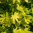 Javor dlanitolistý 'Orange Dream' - Acer palmatum 'Orange Dream'