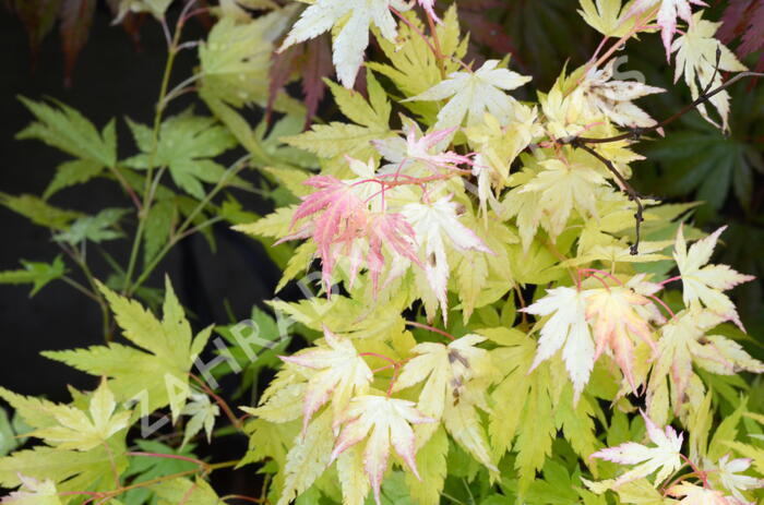Javor dlanitolistý 'Orange Dream' - Acer palmatum 'Orange Dream'