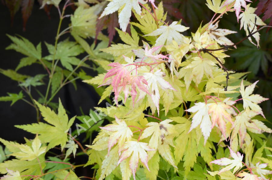 Javor dlanitolistý 'Orange Dream' - Acer palmatum 'Orange Dream'