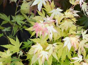 Javor dlanitolistý 'Orange Dream' - Acer palmatum 'Orange Dream'