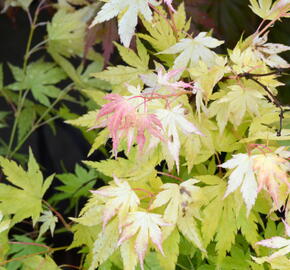 Javor dlanitolistý 'Orange Dream' - Acer palmatum 'Orange Dream'