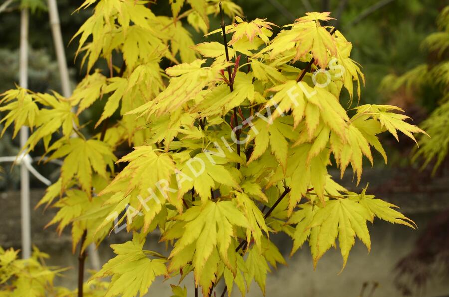Javor dlanitolistý 'Orange Dream' - Acer palmatum 'Orange Dream'