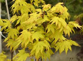 Javor dlanitolistý 'Orange Dream' - Acer palmatum 'Orange Dream'