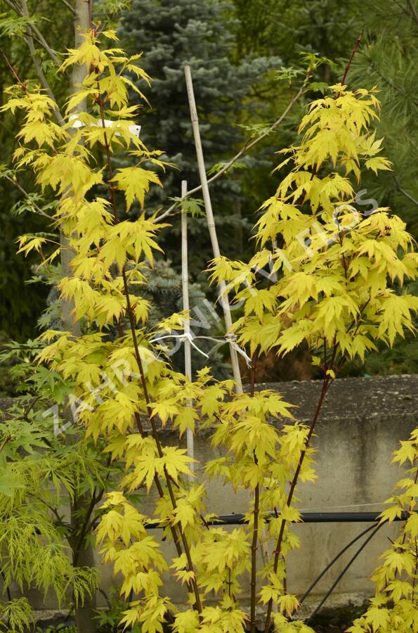 Javor dlanitolistý 'Orange Dream' - Acer palmatum 'Orange Dream'