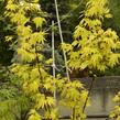 Javor dlanitolistý 'Orange Dream' - Acer palmatum 'Orange Dream'