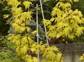 Javor dlanitolistý 'Orange Dream' - Acer palmatum 'Orange Dream'