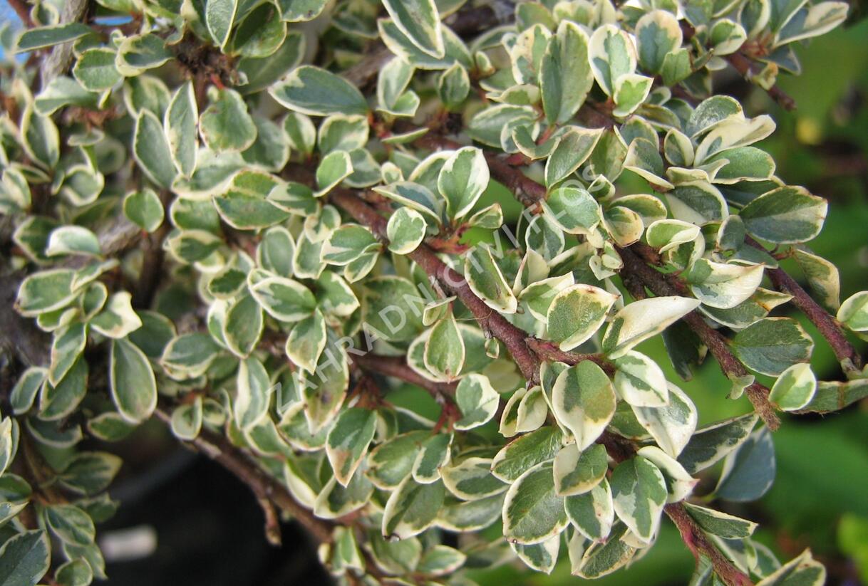 Skalník 'Variegatus' - Cotoneaster atropurpureus 'Variegatus'