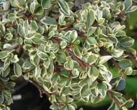Skalník 'Variegatus'