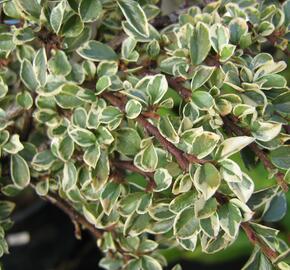 Skalník 'Variegatus' - Cotoneaster atropurpureus 'Variegatus'